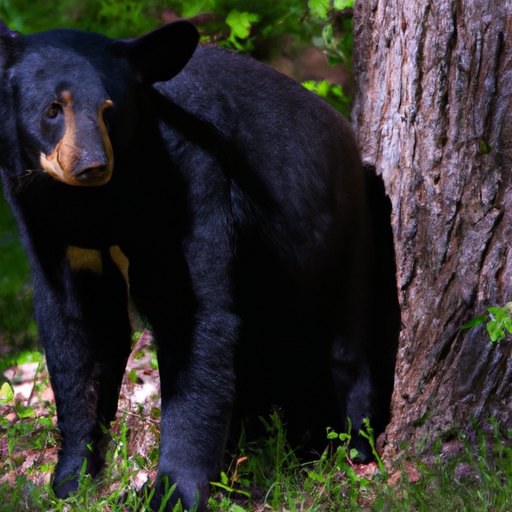 Mississippi’s New Celebrity: 510-Pound Bear Breaks State Record and Our Hearts 

In a groundbreaking turn of events that has left residents of Mississippi absolutely reeling with excitement, a 510-pound black bear has officially claimed the title of “Largest Black Bear in State History